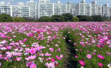 단풍과 코스모스의 화려한 군무… 곳곳이 가을로 물들다!