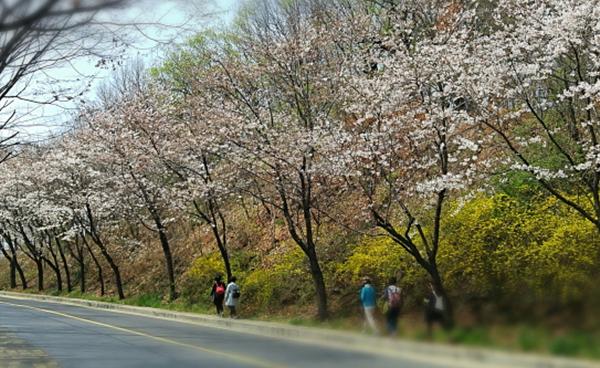 강남 서초 지역 벚꽃축제